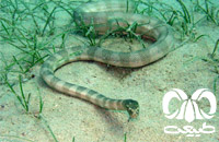 گونه مار دریایی خلیج فارس Persian Gulf Sea Snake 